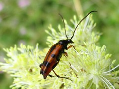 Stenurella septempunctata