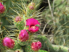 Opuntia pilifera