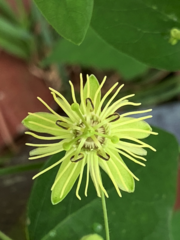 Passiflora lutea