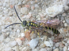 Thynnoidea