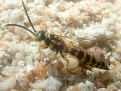 Thynnoidea