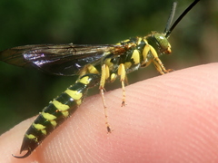 Thynnoidea