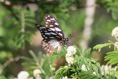 Graphium leonidas leonidas