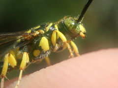 Thynnoidea