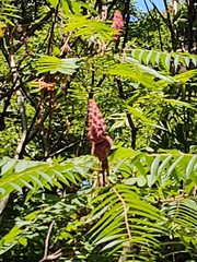Rhus typhina
