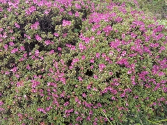 Rhododendron lepidotum