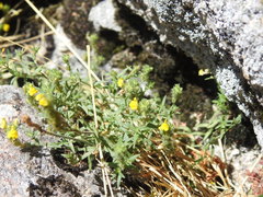Linaria saxatilis