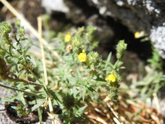 Linaria saxatilis