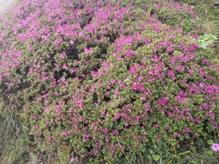 Rhododendron lepidotum