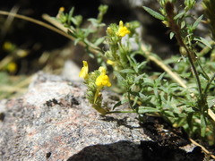 Linaria saxatilis