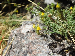 Linaria saxatilis