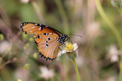 Danaus chrysippus dorippus