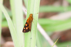 Metisella