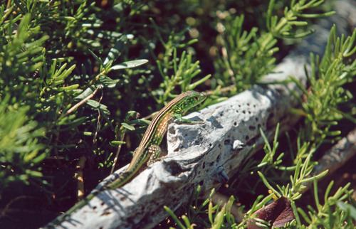 Cnemidophorus lemniscatus