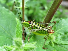 Poecilimon thoracicus