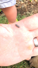 Armadillidium nasatum