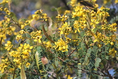 Senna polyantha