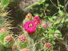 Opuntia pilifera