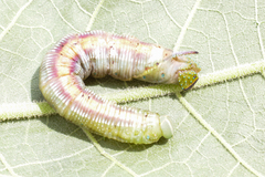 Pseudoclanis postica