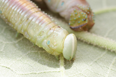 Pseudoclanis postica