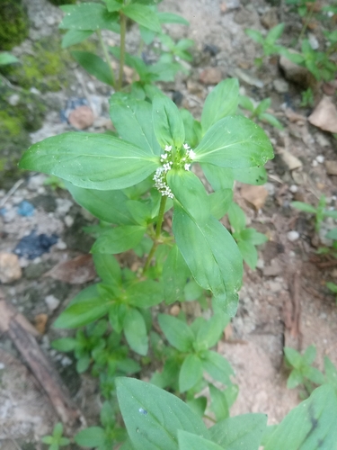 Mitracarpus hirtus iNat (2)