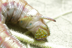 Pseudoclanis postica