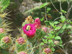 Opuntia pilifera