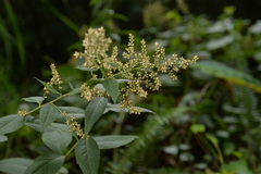 Artemisia anomala