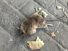 Mus musculus