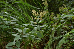 Artemisia anomala