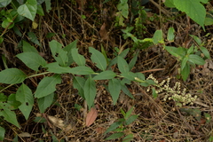 Artemisia anomala