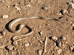 Salvadora deserticola