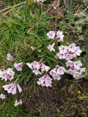 Nardostachys jatamansi