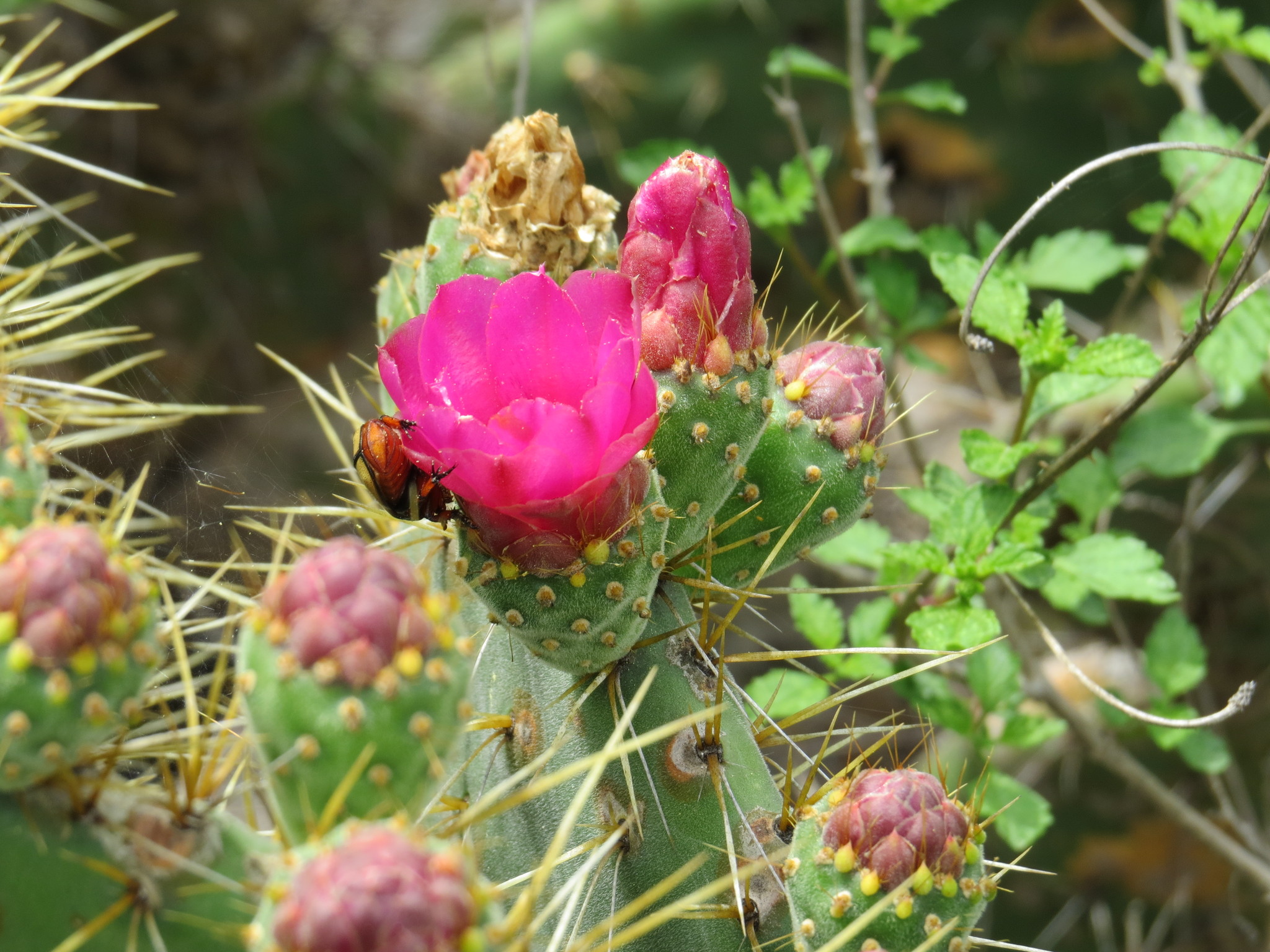 Opuntia pilifera