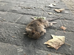 Mus musculus