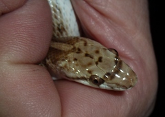 Arizona elegans candida