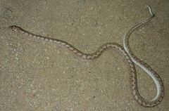 Arizona elegans candida