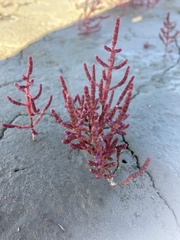 Salicornia rubra