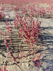 Salicornia rubra