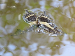 Papilio ornythion ornythion