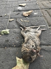 Mus musculus