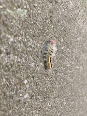 Orgyia leucostigma