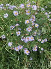 Symphyotrichum × salignum
