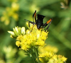 Ceropales bipunctata