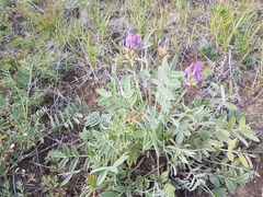 Oxytropis nitens