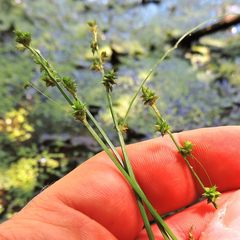 Carex seorsa