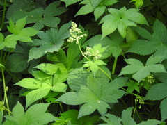 Humulus scandens