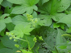 Humulus scandens