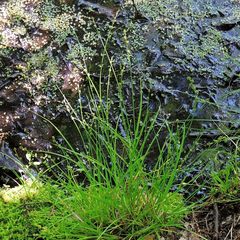 Carex seorsa