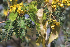 Senna polyantha